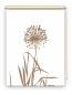 Preview: Rollo Allium 24 blanco Cappuccino, Rollo, Motivrollo, Rollo mit Druck, Fotorollo, bedrucktes Rollo, Fensterrollo,verdunkelndes Rollo, Sonnenschutz Rollo